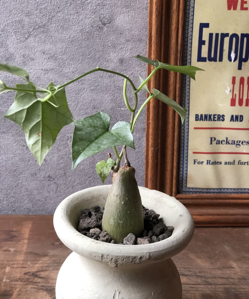 1点もの】Gerrardanthus macrorhizus ゲラルダンサス