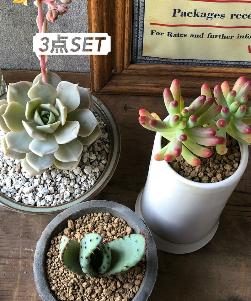 多肉植物【3点SET】鬼切丸.ファンクイーン.乙女心 | ¨MONKEY