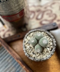【1点もの】Epithelantha micromeris ssp. unguispina かぐや姫