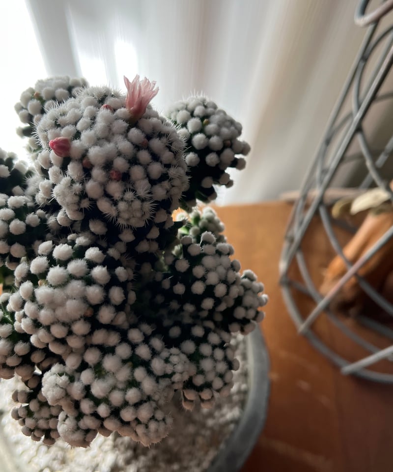 あんこポメさま専用 1点もの】Mammillaria vetula ssp. gracilis cv. 'Ari