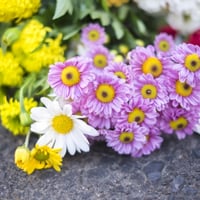 全先祖の追善供養(全先祖供養がお済みの方のみ)