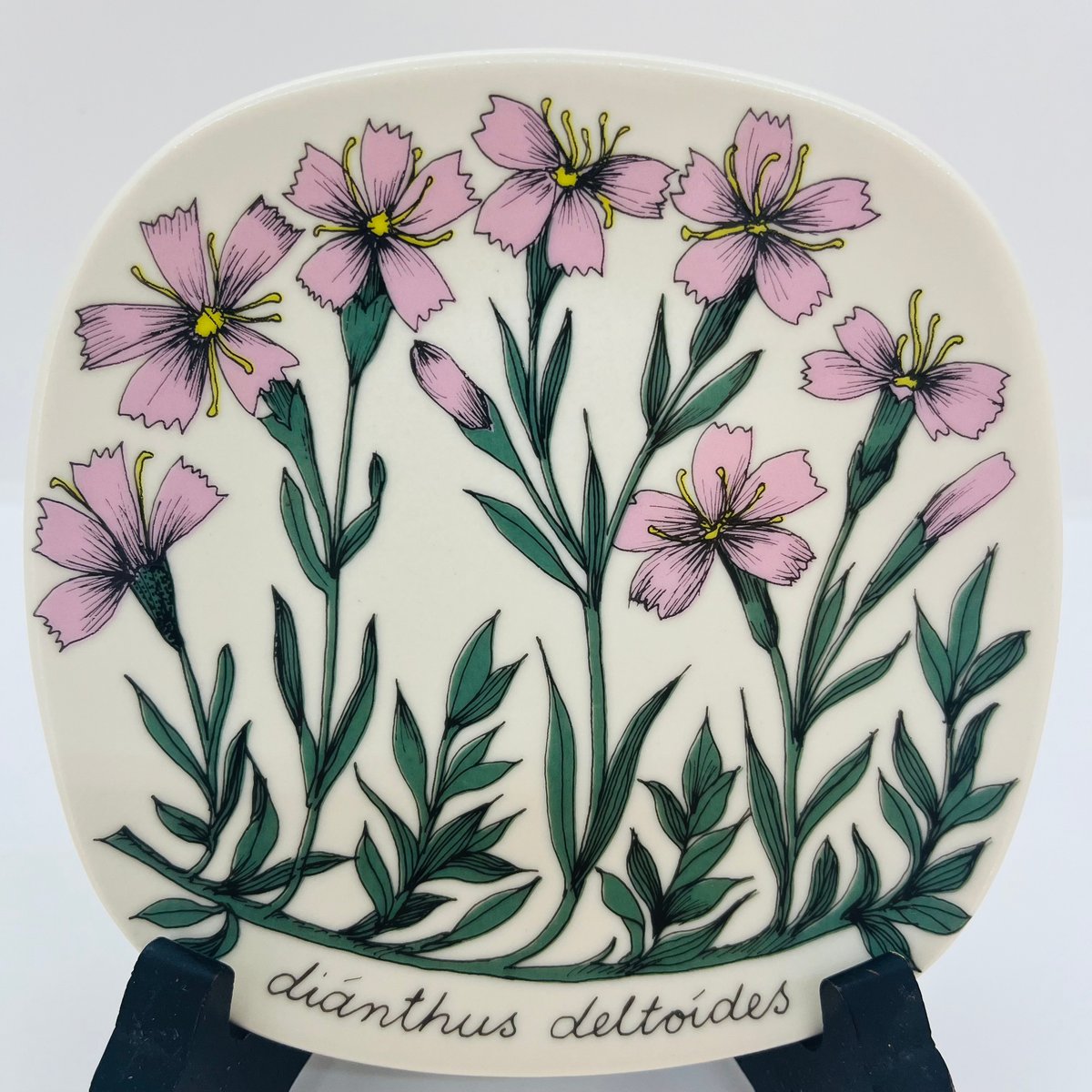 ARABIA》Botanica ヒメナデシコ (dianthus deltoides) 【E