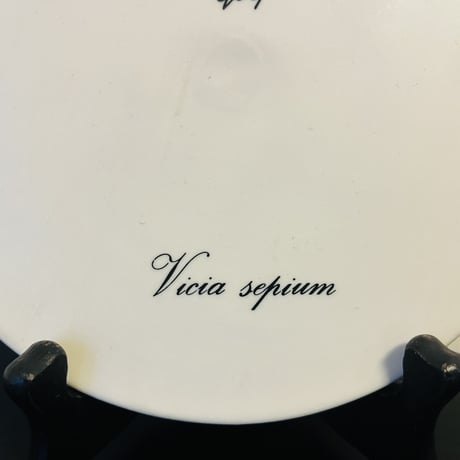 【Gunvor Olin-Gronqvist】 Vicia sepium 陶板《Arabia 》