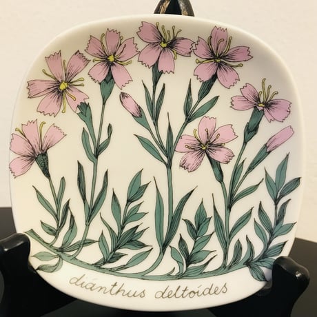 《ARABIA》Botanica　ヒメナデシコ　(dianthus deltoides)　【Esteri Tomula】