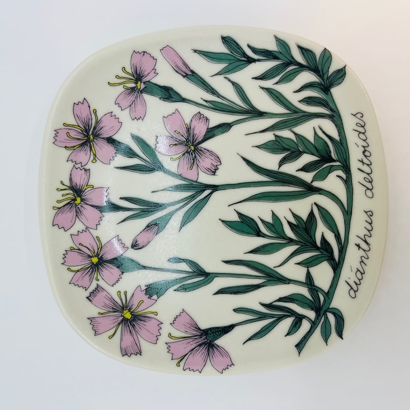 ARABIA》Botanica ヒメナデシコ (dianthus deltoides) 【E