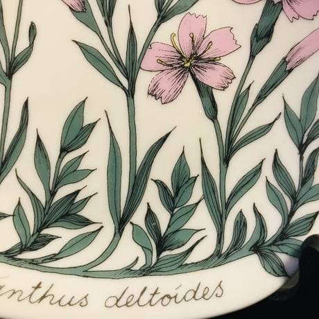 《ARABIA》Botanica　ヒメナデシコ　(dianthus deltoides)　【Esteri Tomula】