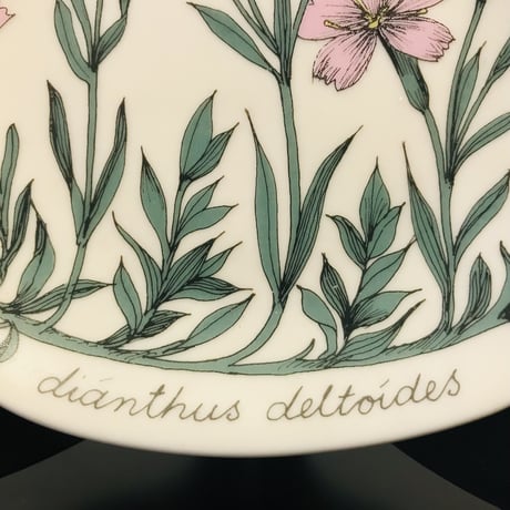 《ARABIA》Botanica　ヒメナデシコ　(dianthus deltoides)　【Esteri Tomula】