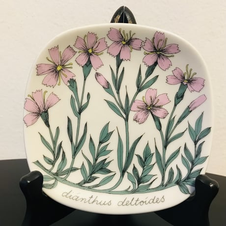 《ARABIA》Botanica　ヒメナデシコ　(dianthus deltoides)　【Esteri Tomula】