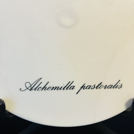 【Gunvor Olin-Gronqvist】 Alchemilla Pastoralis 陶板《Arabia 》