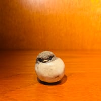 【Hannes Johansson】孵化中の小鳥