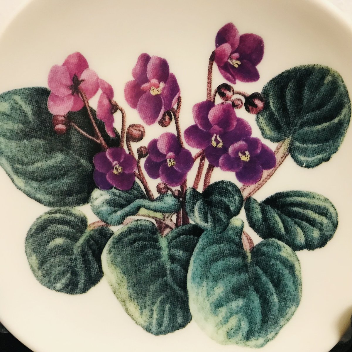 ARABIA》WWFシリーズ セントポーリア (Saintpaulia ionantha)