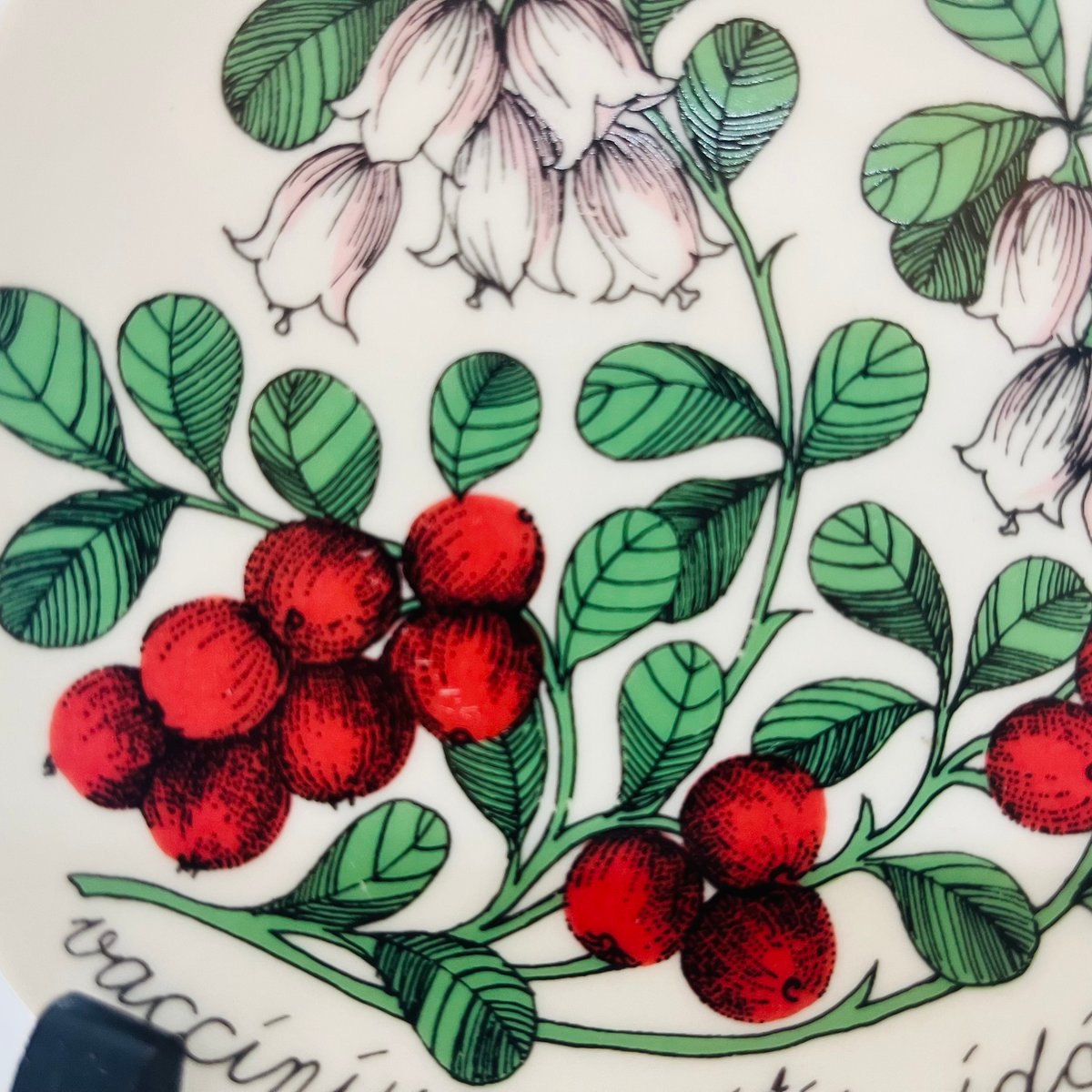 ARABIAエステリ ボタニカ \"Vaccinium vitis-idaea\" ARABIAエステリ ボタニカ Vaccinium vitis-idaea