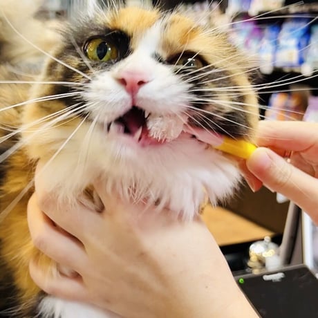 【いつもの歯磨きをもっと楽しく!!"ふわふわシルク歯ブラシ"（小型猫向けサイズ）】歯茎まで磨く&マッサージで口臭、歯周病予防！楽しくハミガキ！犬猫用、ネコポス対応（全国一律330円)