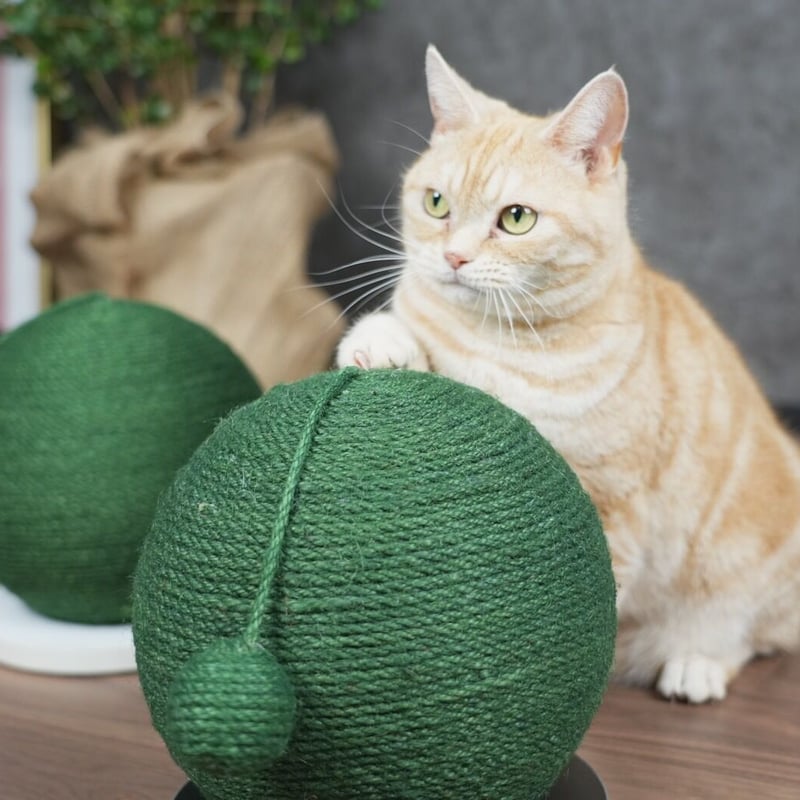 サボテンキャットスクラッチ、猫の木サボテン,グリーンサボテン サボテンキャットスクラッチ、猫の木サボテン,グリーンサボテン