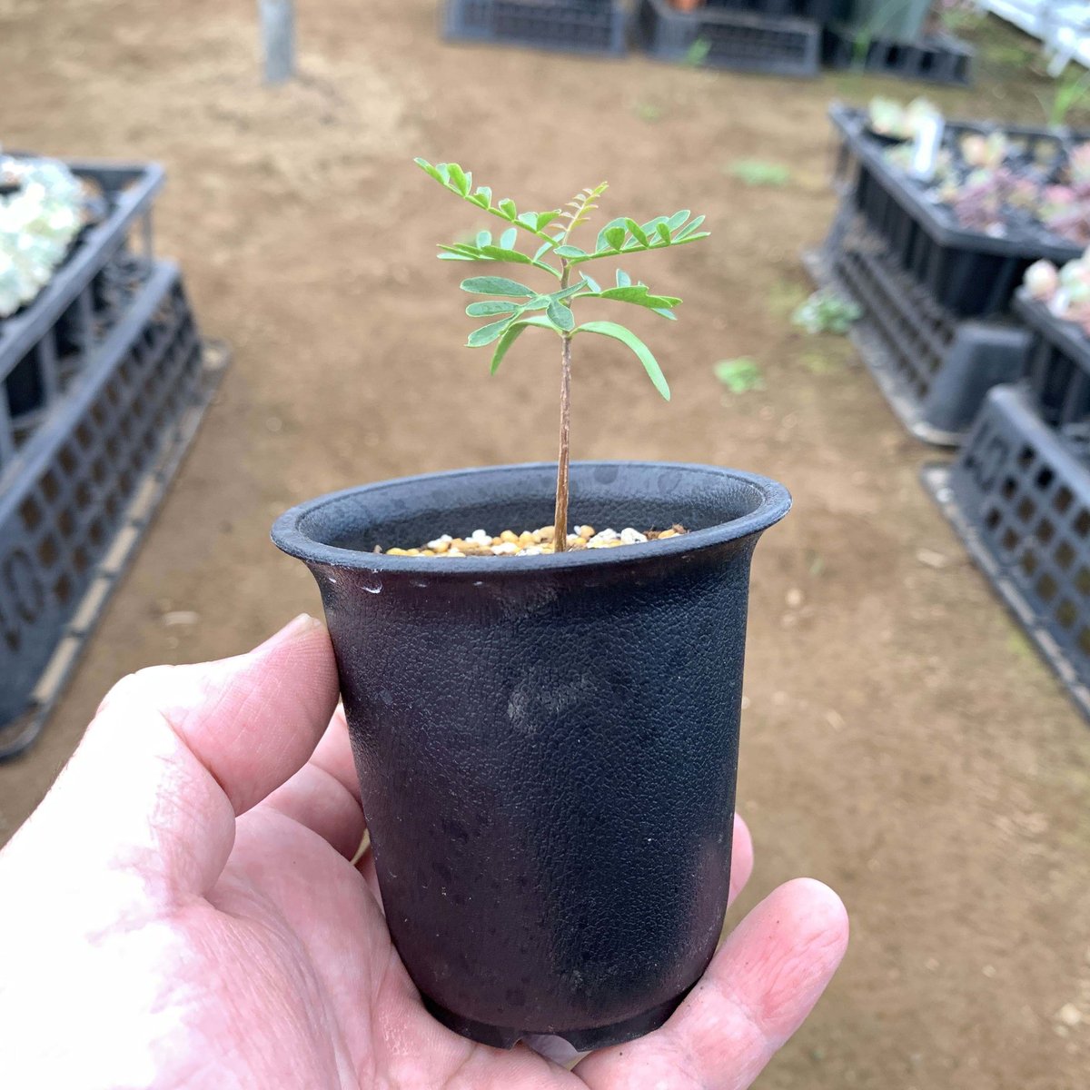 オペルクリカリア パキプス 実生苗 | 多肉植物のアウトレット