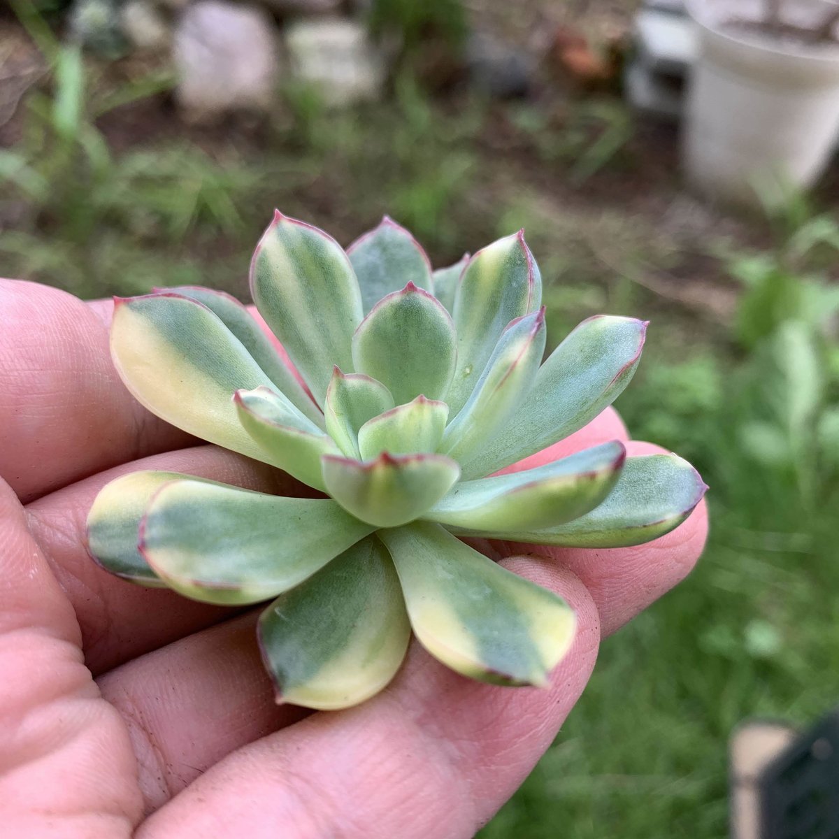 多肉植物 花うらら錦(プラチナ錦)♡希少小苗 - 観葉植物