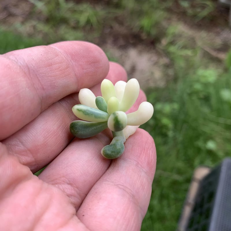 多肉植物 乙女心 抜き苗 奥深く 多肉植物 乙女心 抜き苗 奥深く
