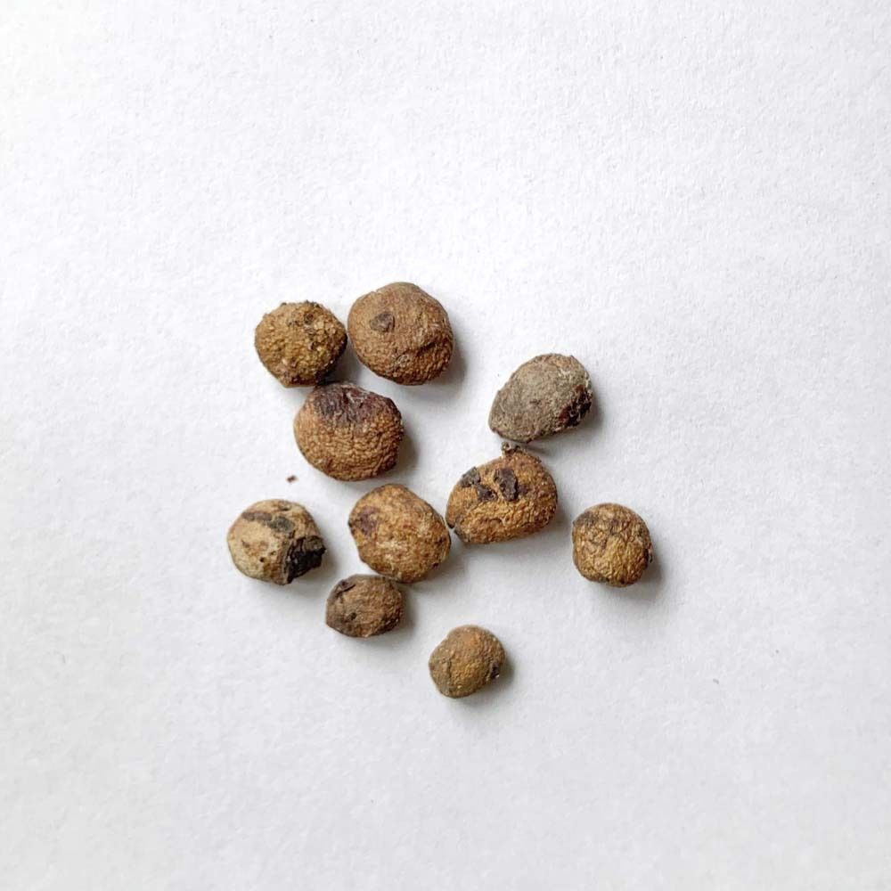 オペルクリカリア パキプス 種子１０粒 | 多肉植物のアウトレット