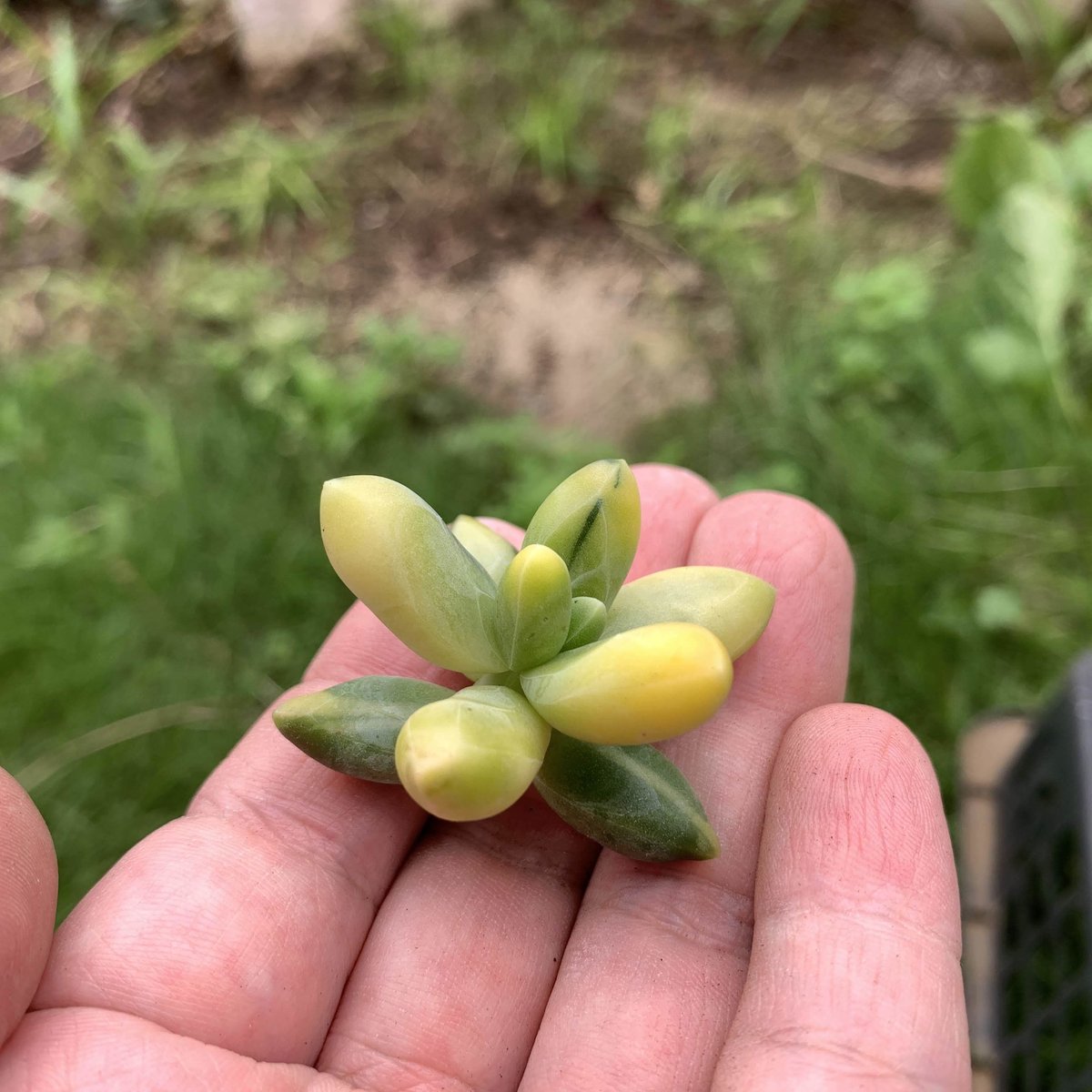 レア多肉植物 クラバツム錦 美斑 カット苗 とけれ