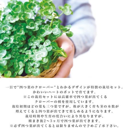 きっとみつかる 四つ葉のクローバー 栽培キット クローバー 栽培セット 開運 盆栽 栽培 観葉植物 鑑賞用植物 簡単 栽培 991598