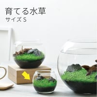 育てる水草 S GD-812 水草 アクアリウム 育てる 栽培キット 簡単 金魚鉢 インテリア 植物 育てる 自由研究 水景 癒し お手軽 趣味 992454