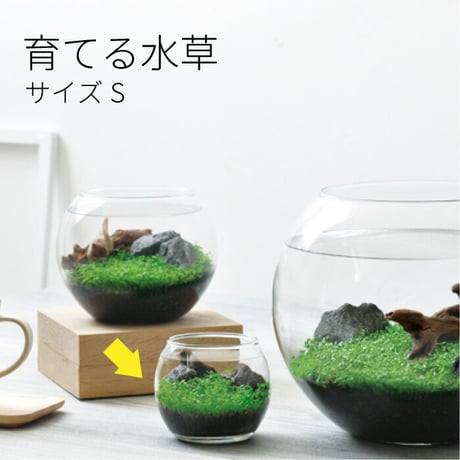 育てる水草 S GD-812 水草 アクアリウム 育てる 栽培キット 簡単 金魚鉢 インテリア 植物 育てる 自由研究 水景 癒し お手軽 趣味 992454