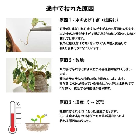 いちご 摘みたてイチゴ 栽培セット かわいい いちご 栽培 ストロベリー 栽培キット 四季なりいちご 食用 観葉植物 インテリア 癒し 994928