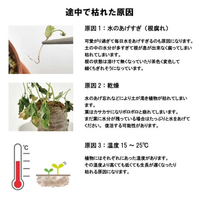 いちご 摘みたてイチゴ 栽培セット かわいい いちご 栽培 ストロベリー