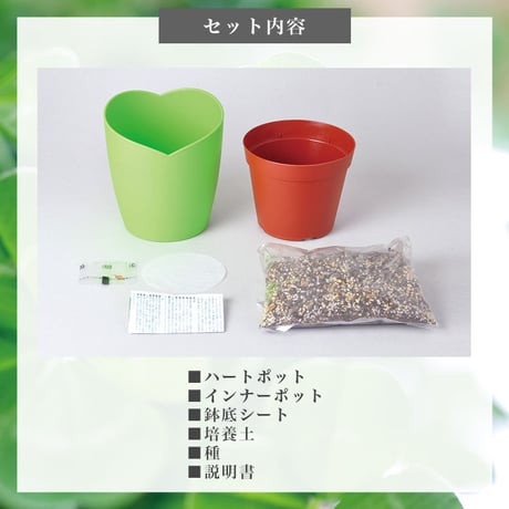 きっとみつかる 四つ葉のクローバー 栽培キット クローバー 栽培セット 開運 盆栽 栽培 観葉植物 鑑賞用植物 簡単 栽培 991598