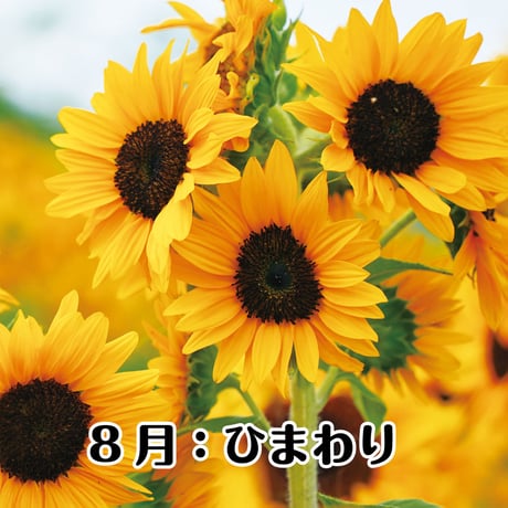 神宮館の開運フラワーギフト　玄関向け