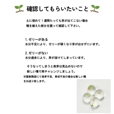いちご 摘みたてイチゴ 栽培セット かわいい いちご 栽培 ストロベリー 栽培キット 四季なりいちご 食用 観葉植物 インテリア 癒し 994928