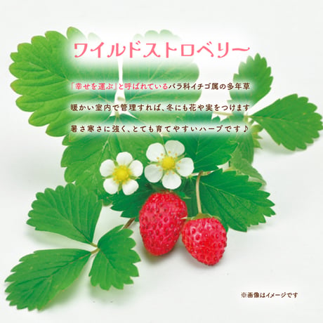 ハーブ 栽培キット Grow Flavor 育てるフレーバー 栽培 セット おしゃれ かわいい プレゼント ギフト 992566