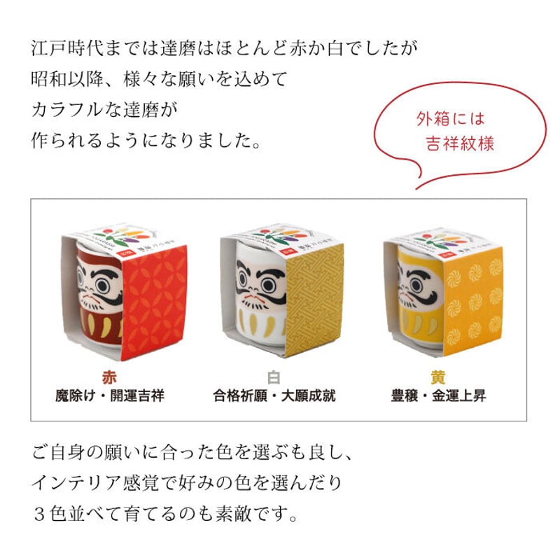 お芽でたおちょこ 達磨 3色 赤 白 黄 縁起物 だるま 栽培 キット 癒し 