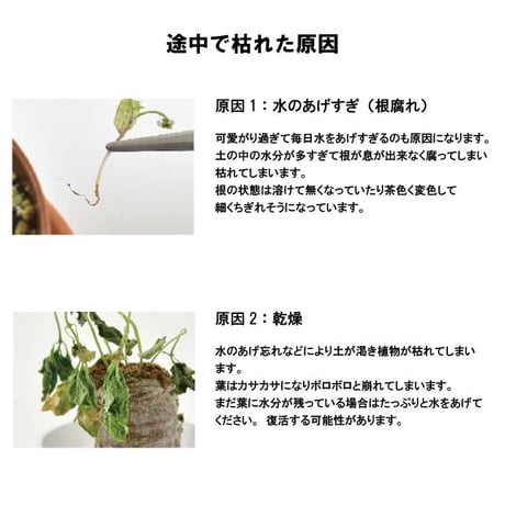 きっとみつかる 四つ葉のクローバー 栽培キット クローバー 栽培セット 開運 盆栽 栽培 観葉植物 鑑賞用植物 簡単 栽培 991598