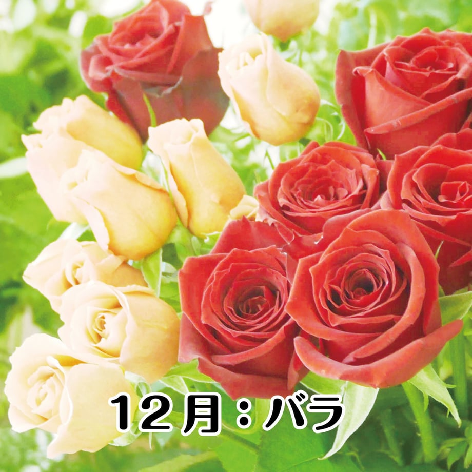 67bfd2461b359a01d90a2b0b