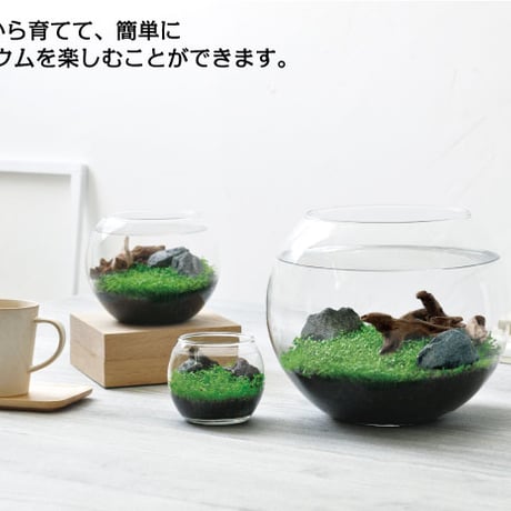 育てる水草 S GD-812 水草 アクアリウム 育てる 栽培キット 簡単 金魚鉢 インテリア 植物 育てる 自由研究 水景 癒し お手軽 趣味 992454