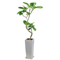 神宮館の開運観葉植物　フィカス・アルテシマ（ゴムの木）〜陶器鉢〜