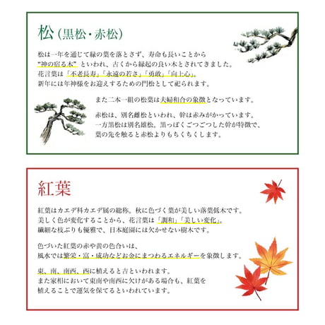 染付小紋盆栽 栽培セット 盆栽 かわいい 黒松 赤松 もみじ 栽培キット 観葉植物 鑑賞用植物 簡単 栽培 インテリア ヒーリング 941411