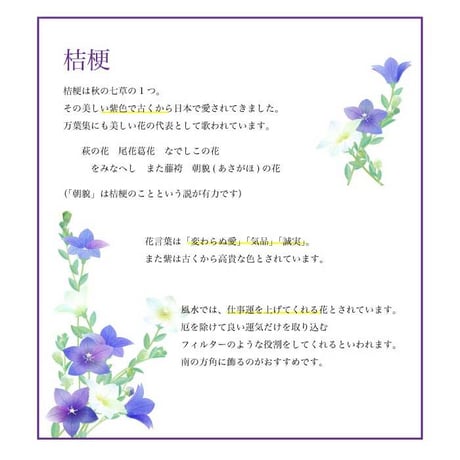 紫式部の桔梗 栽培セット 桔梗 キキョウ 紫 盆栽 栽培 観葉植物 インテリア 平安 大河 紫式部 源氏物語 癒し ヒーリング ガーデニング 991593