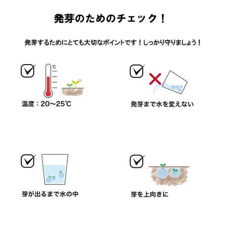 いちご 摘みたてイチゴ 栽培セット かわいい いちご 栽培 ストロベリー 栽培キット 四季なりいちご 食用 観葉植物 インテリア 癒し 994928