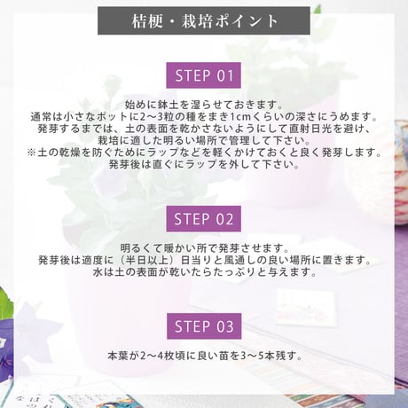 紫式部の桔梗 栽培セット 桔梗 キキョウ 紫 盆栽 栽培 観葉植物 インテリア 平安 大河 紫式部 源氏物語 癒し ヒーリング ガーデニング 991593
