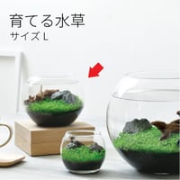 育てる水草 L GD-813 水草 アクアリウム 育てる 栽培キット 簡単 金魚鉢 インテリア 植物 育てる 自由研究 水景 癒し お手軽 趣味 992455