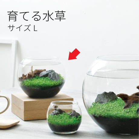 育てる水草 L GD-813 水草 アクアリウム 育てる 栽培キット 簡単 金魚鉢 インテリア 植物 育てる 自由研究 水景 癒し お手軽 趣味 992455
