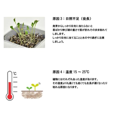 きっとみつかる 四つ葉のクローバー 栽培キット クローバー 栽培セット 開運 盆栽 栽培 観葉植物 鑑賞用植物 簡単 栽培 991598