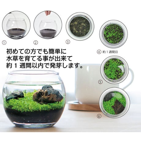 育てる水草 S GD-812 水草 アクアリウム 育てる 栽培キット 簡単 金魚鉢 インテリア 植物 育てる 自由研究 水景 癒し お手軽 趣味 992454