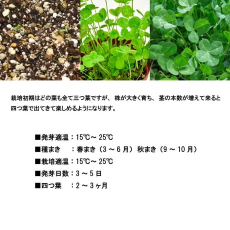 きっとみつかる 四つ葉のクローバー 栽培キット クローバー 栽培セット 開運 盆栽 栽培 観葉植物 鑑賞用植物 簡単 栽培 991598