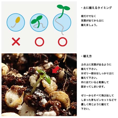 いちご 摘みたてイチゴ 栽培セット かわいい いちご 栽培 ストロベリー 栽培キット 四季なりいちご 食用 観葉植物 インテリア 癒し 994928