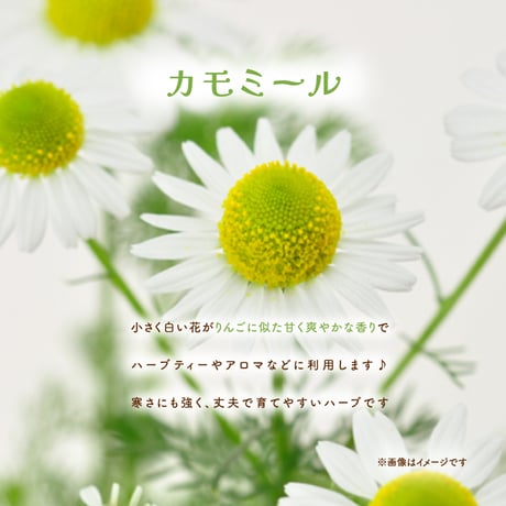 ハーブ 栽培キット Grow Flavor 育てるフレーバー 栽培 セット おしゃれ かわいい プレゼント ギフト 992566