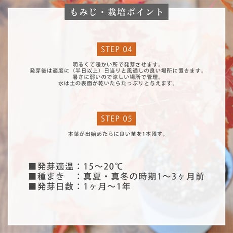 染付小紋盆栽 栽培セット 盆栽 かわいい 黒松 赤松 もみじ 栽培キット 観葉植物 鑑賞用植物 簡単 栽培 インテリア ヒーリング 941411