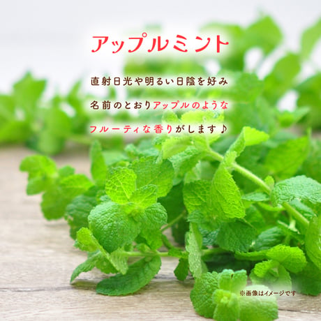 ハーブ 栽培キット Grow Flavor 育てるフレーバー 栽培 セット おしゃれ かわいい プレゼント ギフト 992566